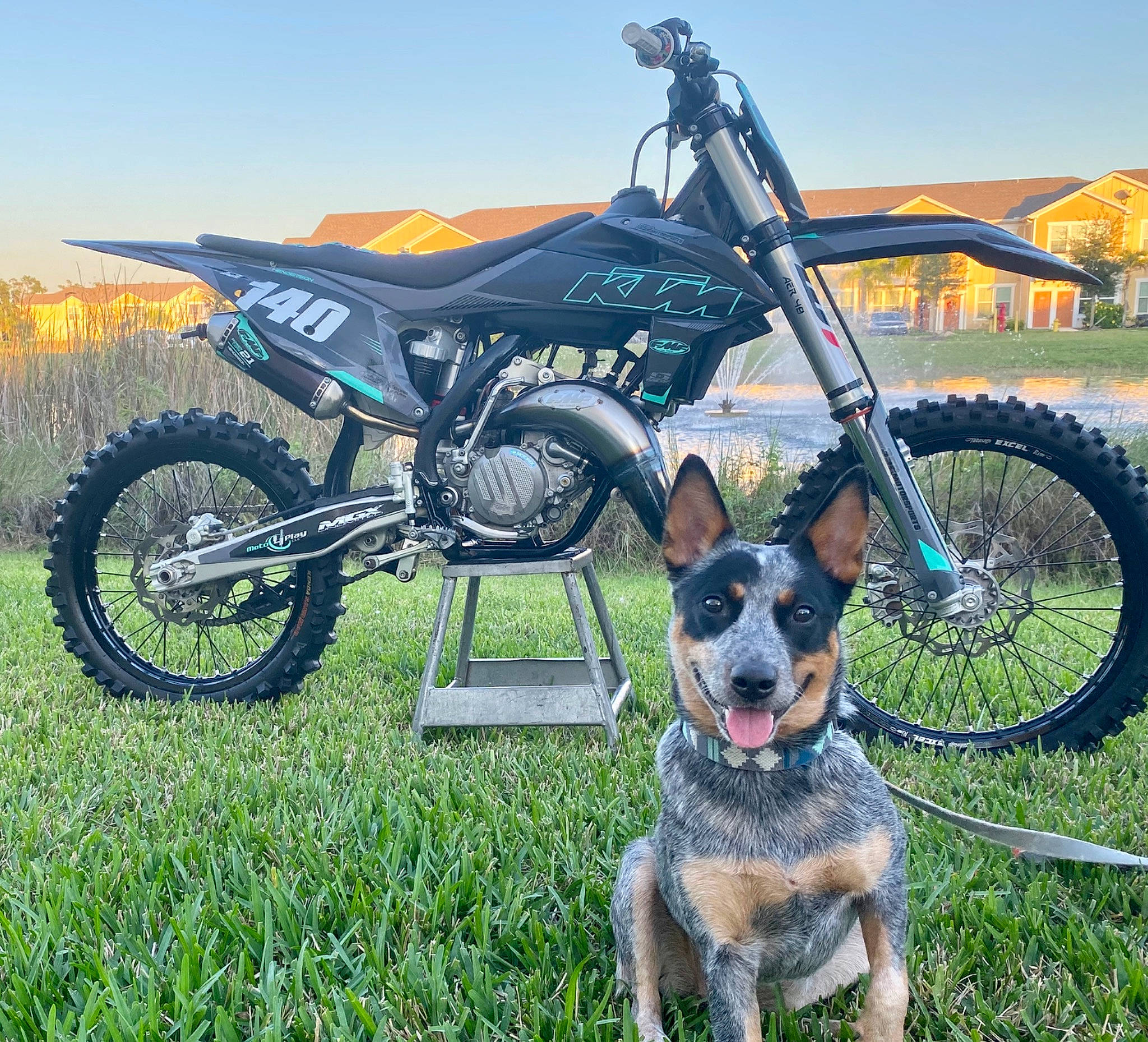 Macy-gray joined the competition — help win amazing prizes! australian_cattle_dog, auto_part, automotive_wheel_system, canidae, car, carnivore, dog, dog_breed, motorcycle, rim, sporting_group, vehicle, wheel, working_dog