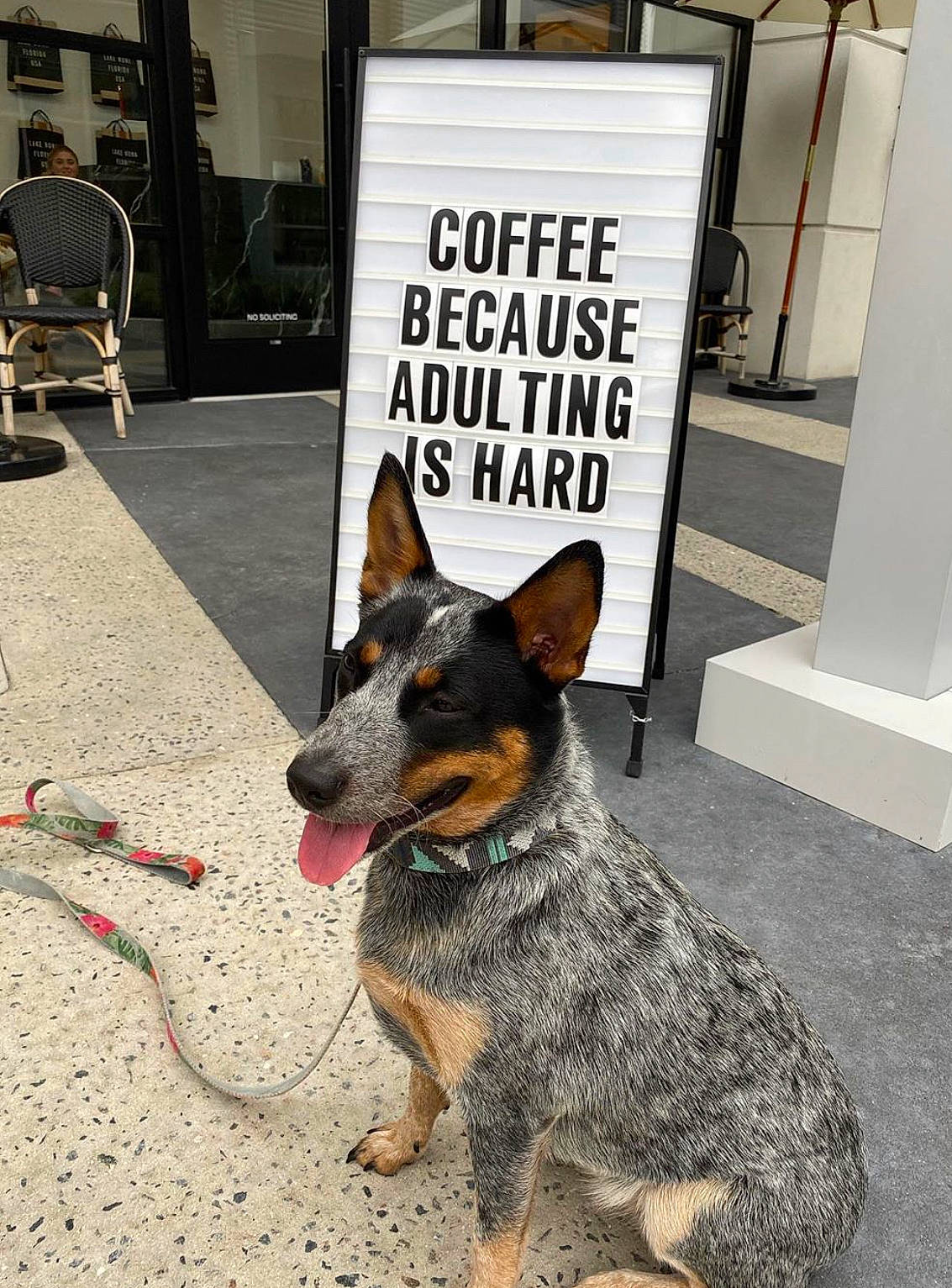 Macy-gray joined the competition — help win amazing prizes! australian_cattle_dog, australian_stumpy_tail_cattle_dog, canidae, carnivore, dog, dog_breed, herding_dog, mammal, snout, texas_heeler, vertebrate, working_dog