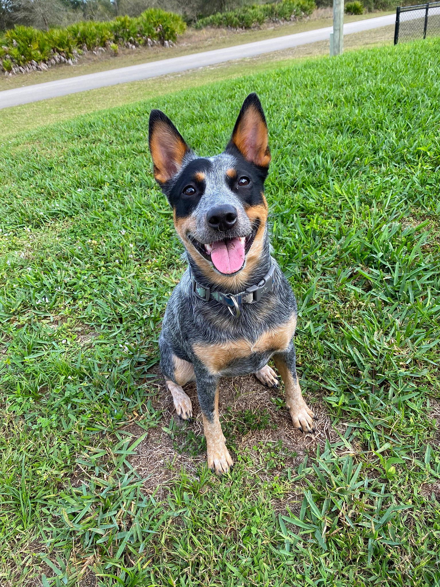 Macy-gray is registered to the contest to win money with this photo: australian_cattle_dog, australian_stumpy_tail_cattle_dog, canidae, carnivore, dog, dog_breed, grass, lancashire_heeler, mammal, miniature_pinscher, rare_breed_dog, snout, sporting_group, texas_heeler, vertebrate, working_dog