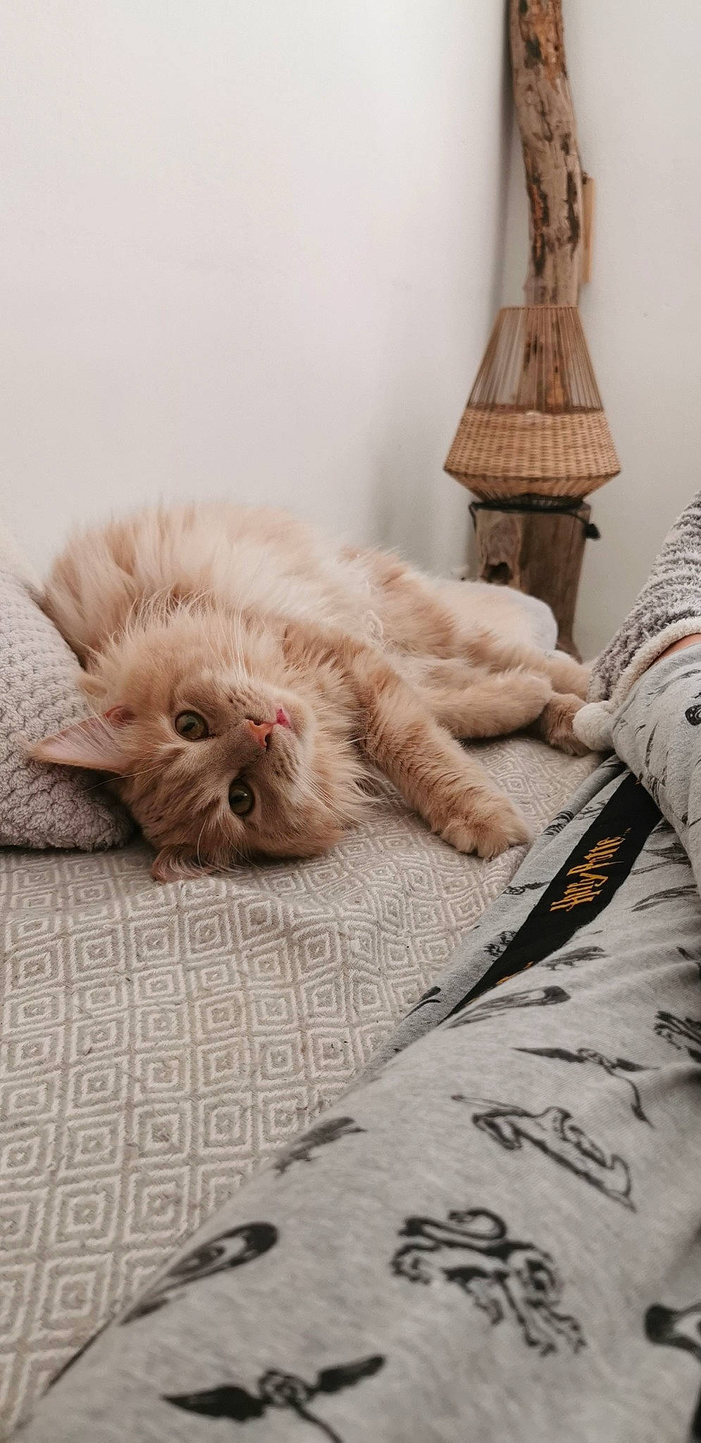 Fox a rejoint le concours — aidez-le/la à gagner de superbes lots ! bed_sheet, bedding, carnivore, cat, comfort, companion_dog, felidae, flooring, fur, grey, human_leg, lamp, linens, liver, paw, picture_frame, small_to_medium_sized_cats, snout, whiskers, window