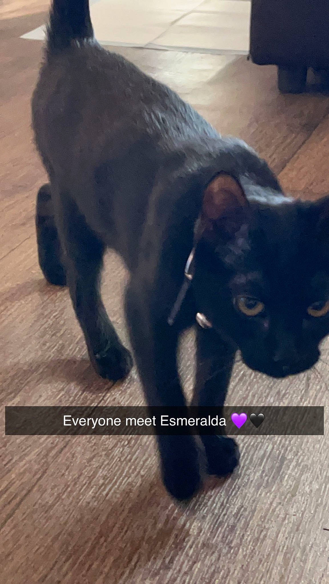Esmeralda is registered to the contest to win money with this photo: black_cat, carnivore, cat, companion_dog, dog_breed, domestic_short_haired_cat, fawn, felidae, floor, flooring, fur, hardwood, leg, paw, plant, small_to_medium_sized_cats, snout, tail, whiskers, wood