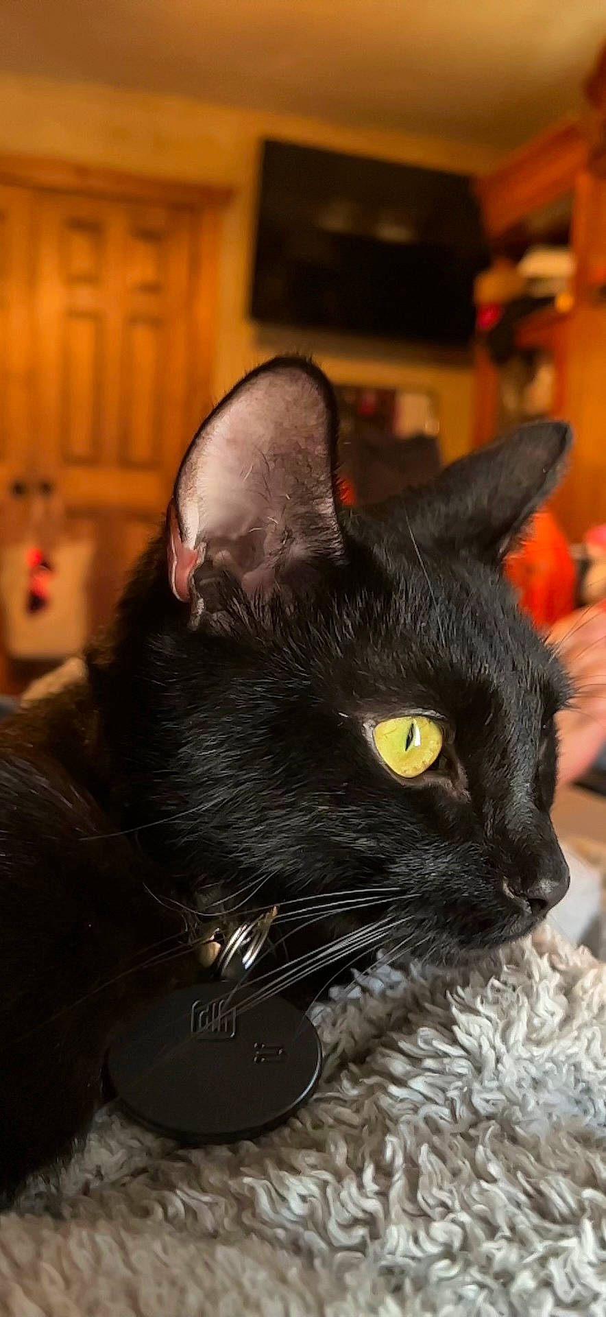 Esmeralda joined the competition — help win amazing prizes! black_cat, bombay, carnivore, cat, comfort, domestic_short_haired_cat, ear, felidae, fur, small_to_medium_sized_cats, snout, terrestrial_animal, whiskers