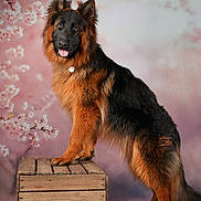 Alma a rejoint le concours — aidez-le/la à gagner de superbes lots ! dog, german_shepherd, long_coat, portrait, studio, wooden_crate, cherry_blossom, pink_background, pet, canine, furry, posing, tongue_out, ears_up, brown_and_black_fur, animal, photography, flower_backdrop, adorable, standing