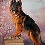 dog, german_shepherd, long_coat, portrait, studio, wooden_crate, cherry_blossom, pink_background, pet, canine, furry, posing, tongue_out, ears_up, brown_and_black_fur, animal, photography, flower_backdrop, adorable, standing