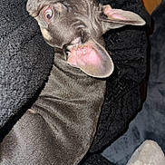 Sir Tank The Tank is registered to the contest to win money with this photo: animal, black, blanket, brown, cozy, cute, dog, ears, french_bulldog, fur, indoor, looking_up, nose, pet, pink_ear, puppy, resting, small, snout, texture