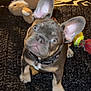 Sir Tank The Tank is registered to the contest to win money with this photo: animal, black_carpet, brown_dog, carpet, collar, companion, cute, dog, ears, french_bulldog, indoor, looking_up, pet, pet_toy, playful, puppy, rope_toy, stuffed_animal, toy, white_paws