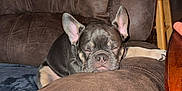 Sir Tank The Tank is registered to the contest to win money with this photo: animal, brown, companion, couch, cozy, cute, dog, ears, french_bulldog, fur, home, indoor, nose, paw, pet, puppy, relaxed, resting, sleeping, snout