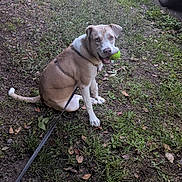 Lyra Aurora joined the competition — help win amazing prizes! brown_dog, canine, daytime, dog, driveway, grass, ground, happy, leash, looking_back, nature, outdoor, pet, playful, sitting, suburban, tennis_ball, trash_bins, vehicle, yard