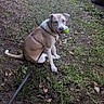 brown_dog, canine, daytime, dog, driveway, grass, ground, happy, leash, looking_back, nature, outdoor, pet, playful, sitting, suburban, tennis_ball, trash_bins, vehicle, yard