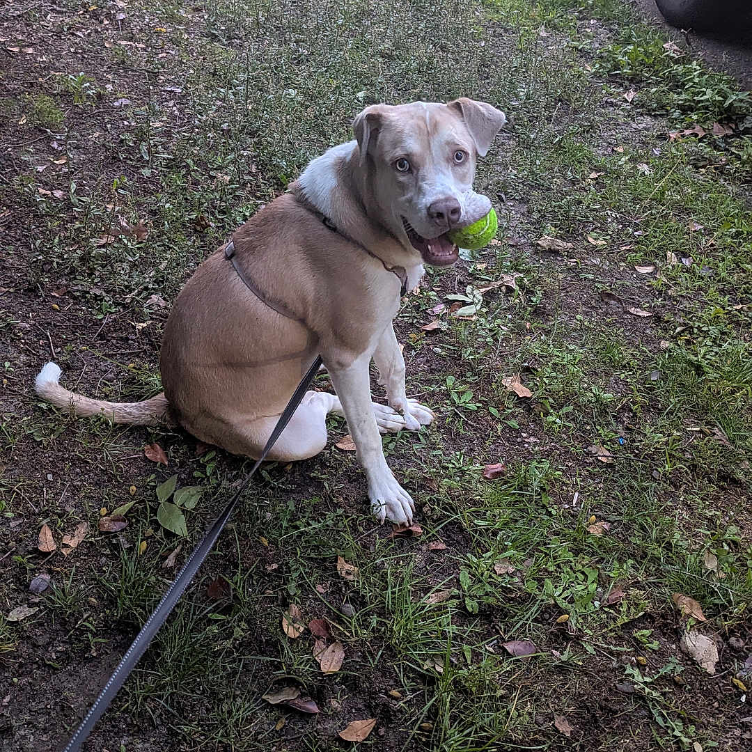 Lyra Aurora joined the competition — help win amazing prizes! brown_dog, canine, daytime, dog, driveway, grass, ground, happy, leash, looking_back, nature, outdoor, pet, playful, sitting, suburban, tennis_ball, trash_bins, vehicle, yard