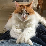 Hector participe au concours pour gagner de l'argent avec cette photo : cat, orange, white, fluffy, lap, paws, relaxed, indoor, tile_floor, feline, pet, domestic_animal, fur, whiskers, ears, animal, cute, resting, mammal, house