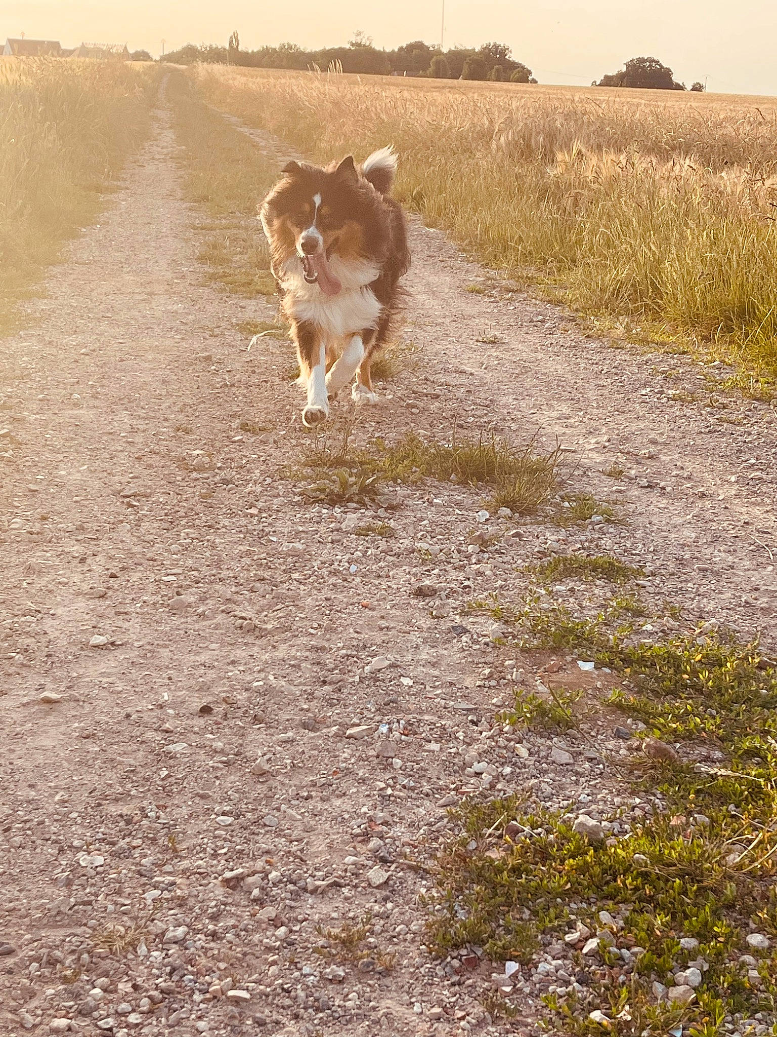 Sultan participe au concours pour gagner de l'argent avec cette photo : asphalt, carnivore, dog, dog_breed, ecoregion, fawn, field, grass, grassland, landscape, natural_landscape, pasture, plant, road, sky, snout, soil, tail, terrestrial_animal, working_animal