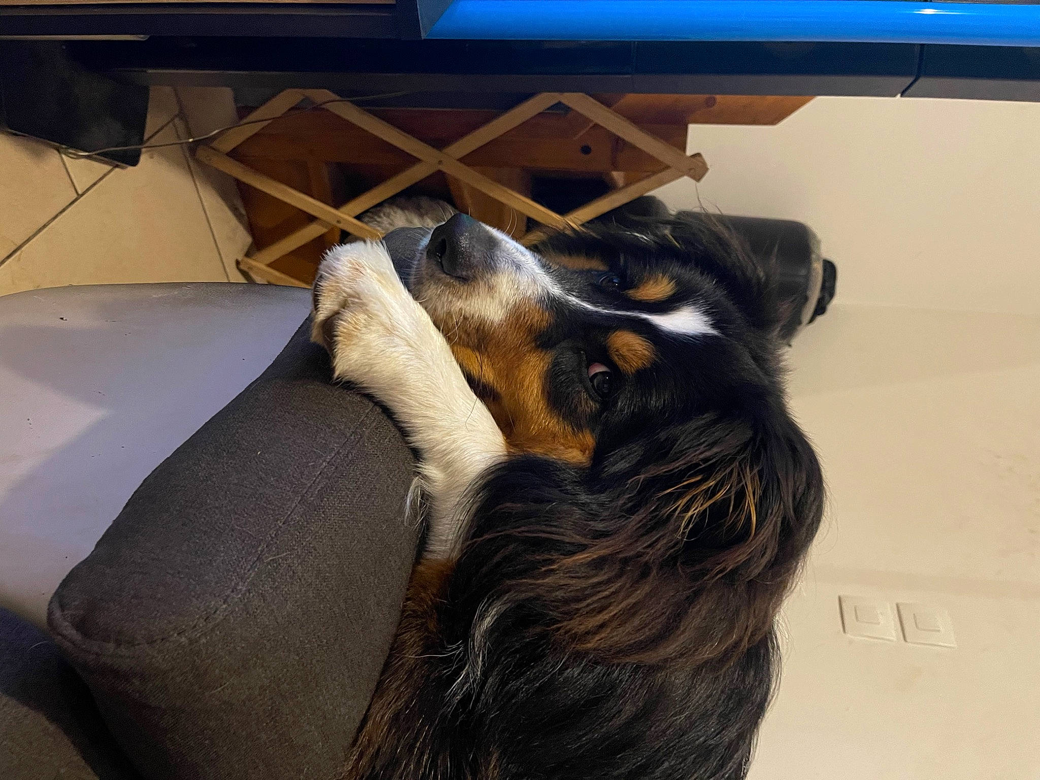 Sultan participe au concours pour gagner de l'argent avec cette photo : blue, border_collie, canidae, carnivore, comfort, companion_dog, couch, dog, dog_breed, ear, fawn, flooring, fur, herding_dog, human_leg, snout, sporting_group, whiskers, working_animal, working_dog