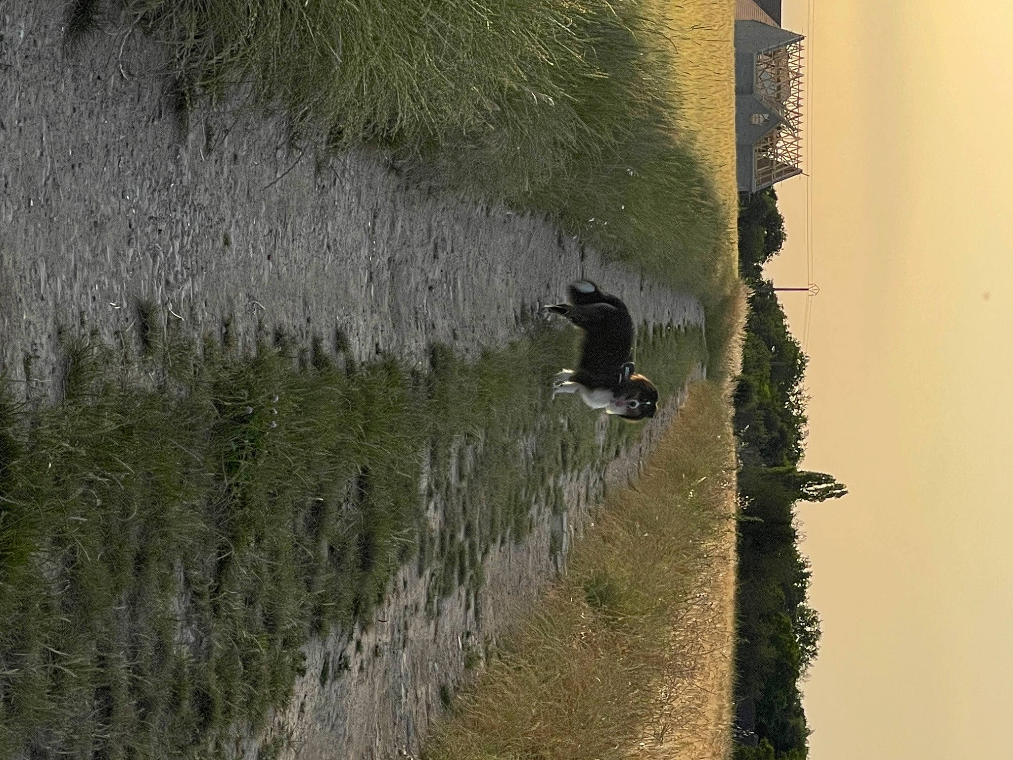 Sultan participe au concours pour gagner de l'argent avec cette photo : biome, branch, ecoregion, field, grass, grass_family, grassland, landscape, plant, reflection, shadow, sky, slope, soil, tints_and_shades, tree, trunk, vegetation, water, wood