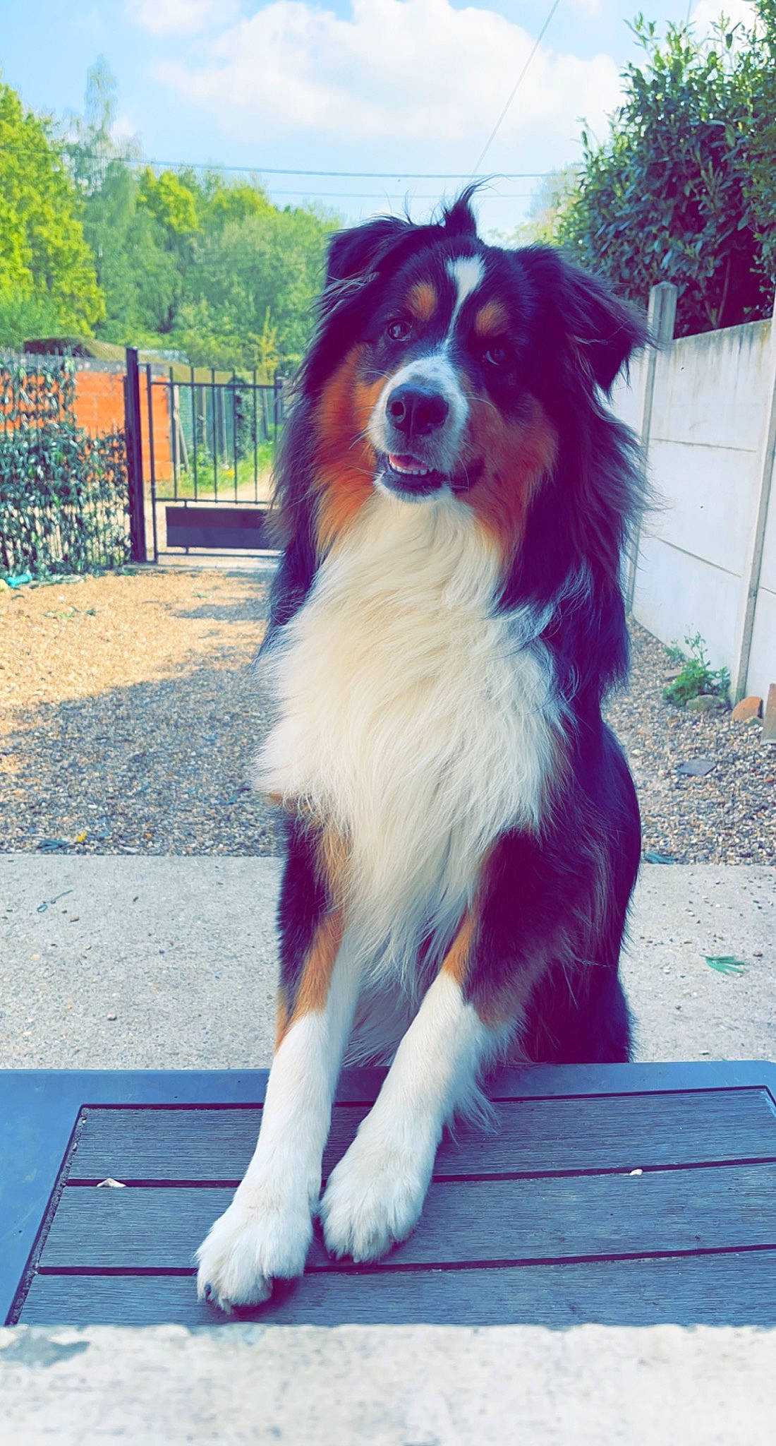 Sultan participe au concours pour gagner de l'argent avec cette photo : border_collie, canidae, carnivore, companion_dog, dog, dog_breed, door, electric_blue, fur, hair, herding_dog, light, plant, sky, snout, sporting_group, tail, tree, whiskers, working_dog