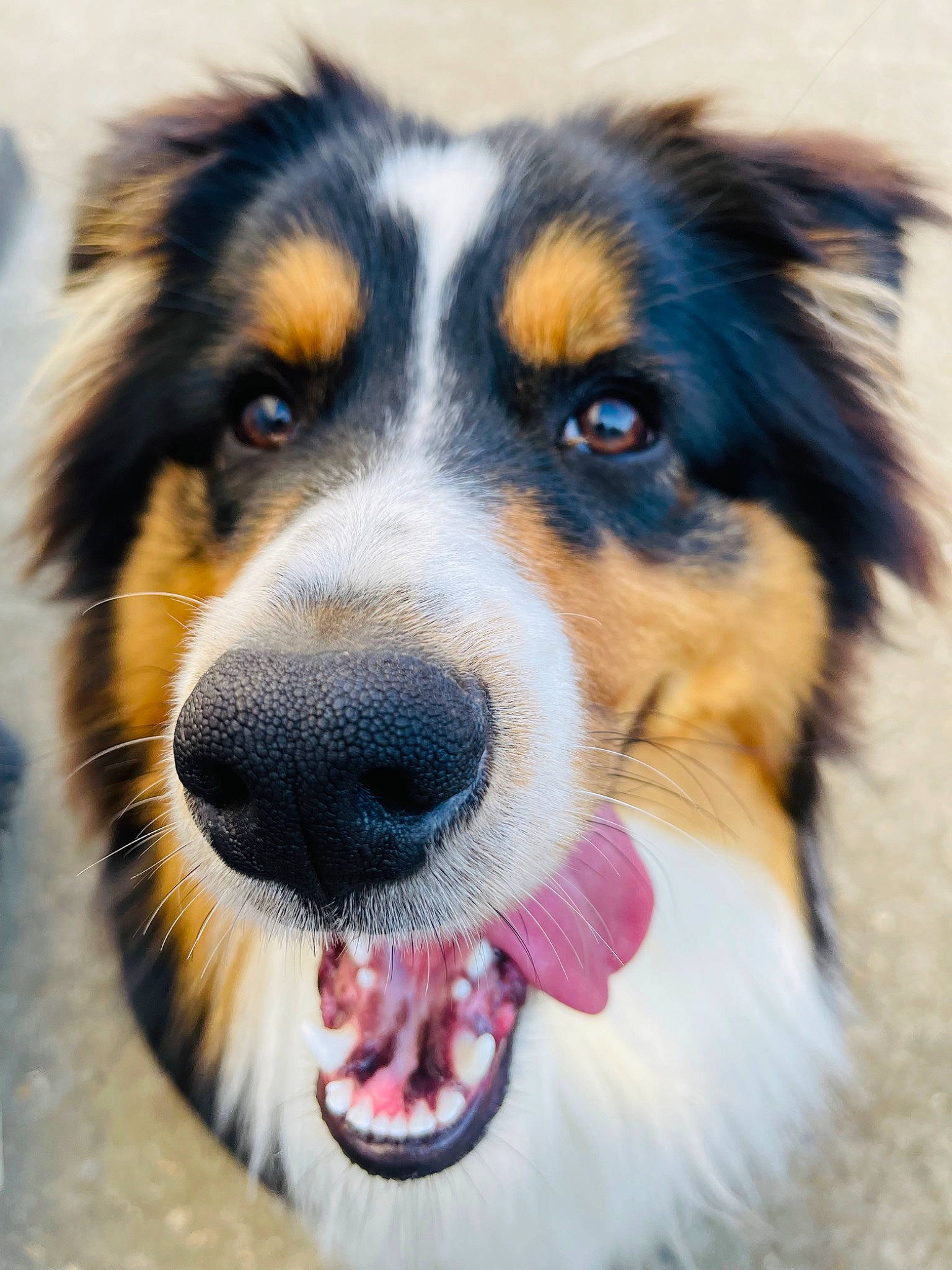 Sultan a rejoint le concours — aidez-le/la à gagner de superbes lots ! ancient_dog_breeds, australian_collie, australian_shepherd, bernese_mountain_dog, canidae, carnivore, close_up, companion_dog, dog, dog_breed, fur, herding_dog, iris, snout, sporting_group, terrestrial_animal, whiskers, working_dog