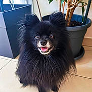 Snoopy a rejoint le concours — aidez-le/la à gagner de superbes lots ! dog, pomeranian, black_fur, fluffy, pet, indoor, plant, potted_plant, floor, tile_floor, happy, tongue_out, small_dog, cute, fur, animal, domestic_animal, companion, canine, smiling