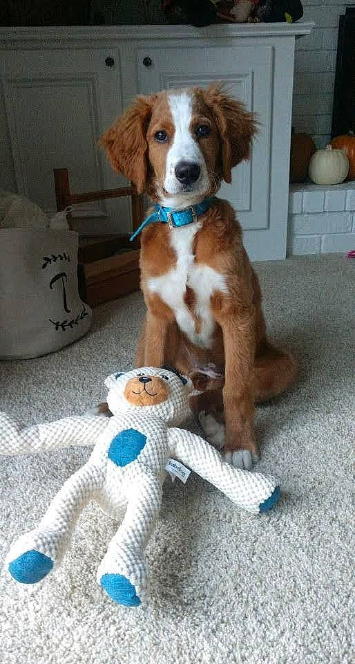 Maisel joined the competition — help win amazing prizes! baby_toys, beaglier, canidae, carnivore, collar, companion_dog, creative_arts, dog, dog_breed, dog_collar, dog_supply, fawn, liver, pet_supply, sporting_group, stuffed_toy, tail, toy, vertebrate, working_animal