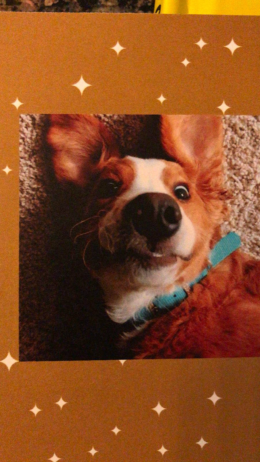 Maisel is registered to the contest to win money with this photo: brown, canidae, carnivore, communication_device, companion_dog, computer_accessory, display_device, dog, dog_breed, flat_panel_display, gadget, laptop_part, non_sporting_group, pet_supply, portable_communications_device, puppy, snout, star, technology, working_animal