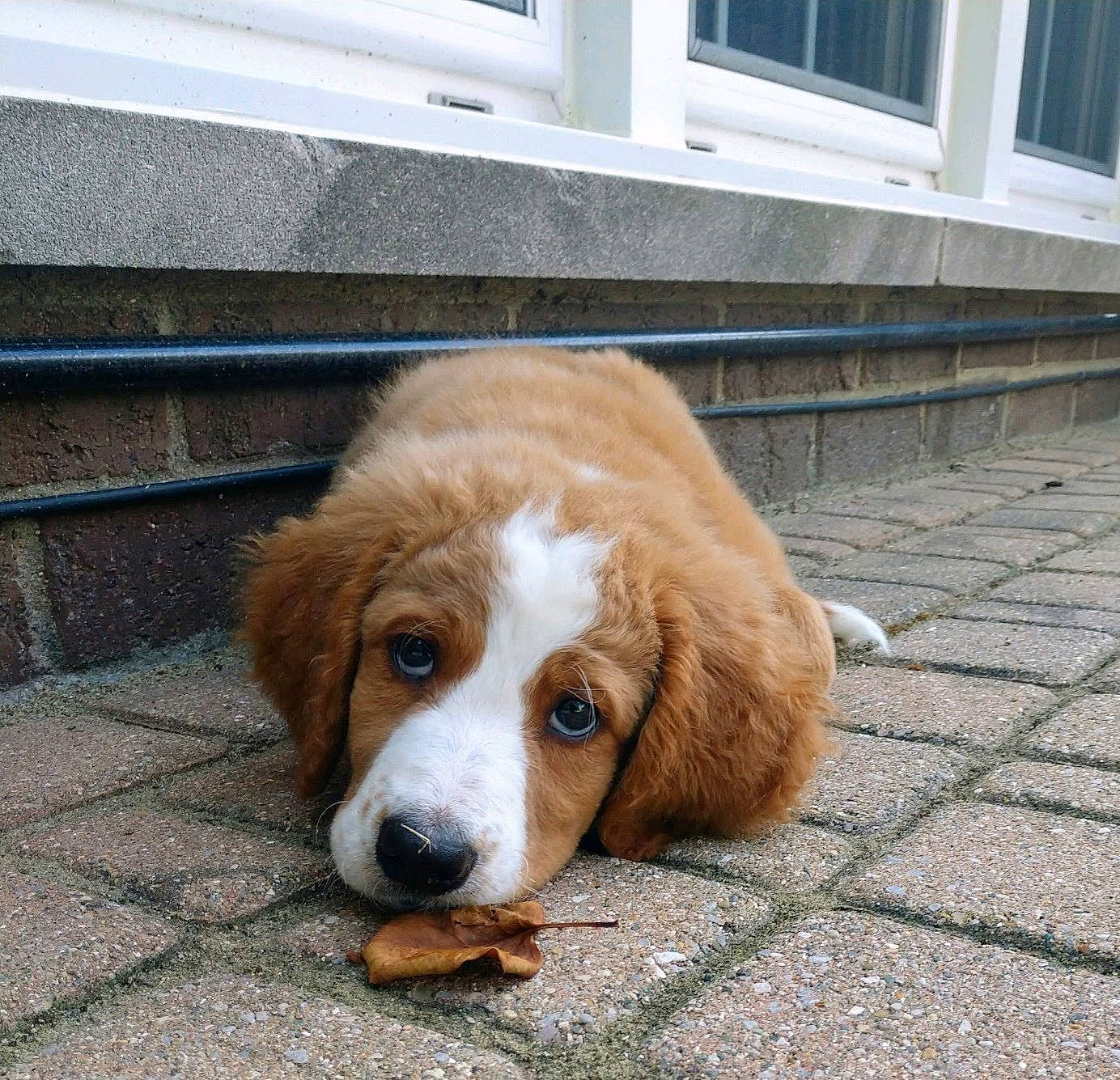 Maisel is registered to the contest to win money with this photo: canidae, carnivore, companion_dog, dog, dog_breed, fawn, fur, gun_dog, hound, liver, mammal, snout, sporting_group, terrestrial_animal, whiskers, working_animal, working_dog