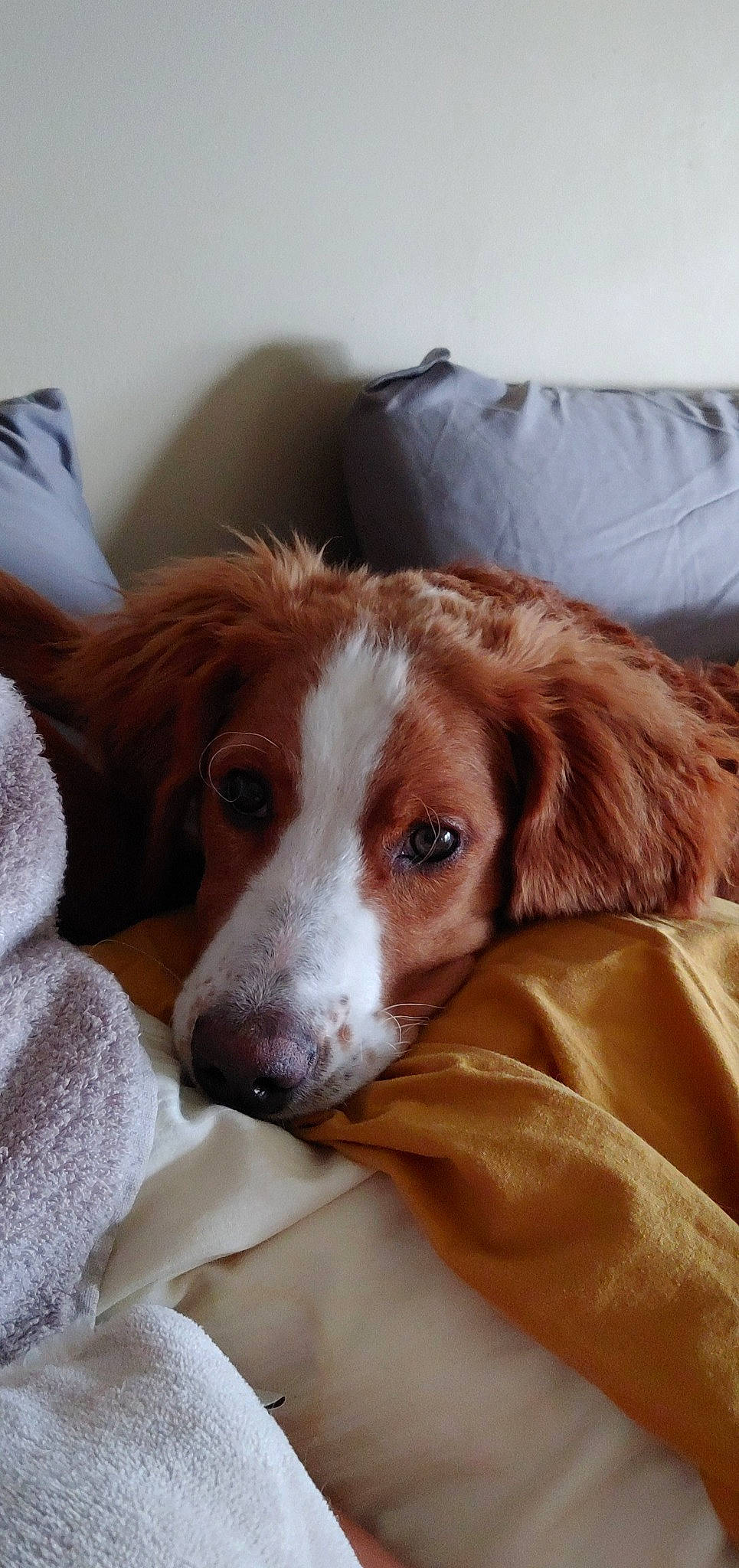 Maisel joined the competition — help win amazing prizes! beige, brown, canidae, carnivore, companion_dog, dog, dog_breed, fawn, fur, linens, liver, mammal, snout, sporting_group, tan, terrestrial_animal, textile, vertebrate, whiskers, working_animal