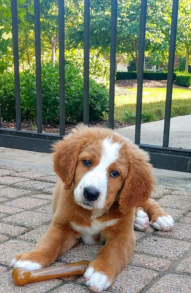 Maisel is registered to the contest to win money with this photo: ancient_dog_breeds, canidae, carnivore, companion_dog, dog, dog_breed, fawn, fence, fur, gun_dog, liver, mammal, shade, snout, sporting_group, terrestrial_animal, whiskers, working_animal, working_dog