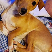 Bow Wow Chicken is registered to the contest to win money with this photo: animal, bed, checkered_pattern, companion, cozy, curious_eyes, cute, dog, floral_pattern, indoor, looking_at_camera, pet, puppy, quilt, relaxed, sleeping_area, small_dog, tan_dog, white_paws, young_dog