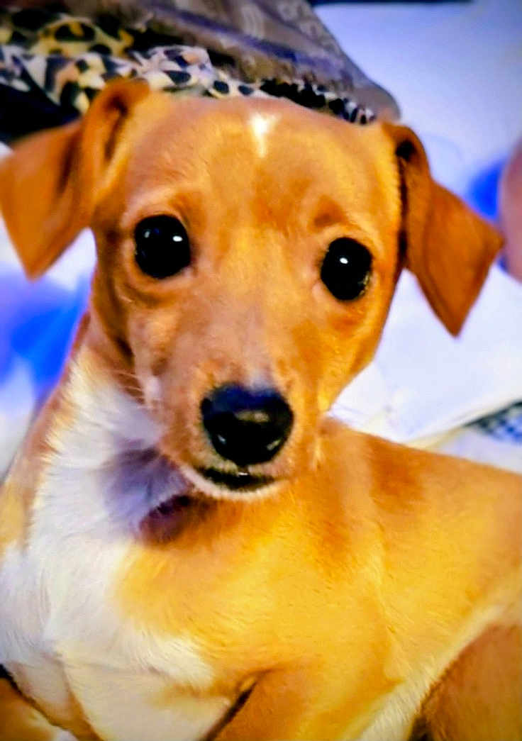 Shaggy joined the competition — help win amazing prizes! dog, puppy, pet, brown_fur, white_chest, close_up, portrait, indoor, blanket, bed, big_eyes, black_nose, ears, cute, looking_at_camera, soft_focus, warm_lighting, small_breed, canine, fur_texture