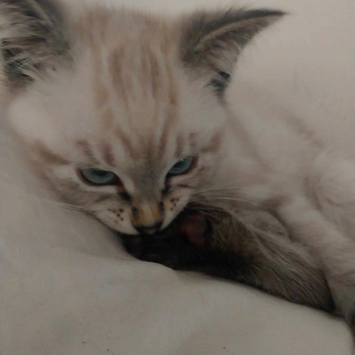 Emma joined the competition — help win amazing prizes! abyssinian, angora, animal, cat, kitten, manx, pet, siamese