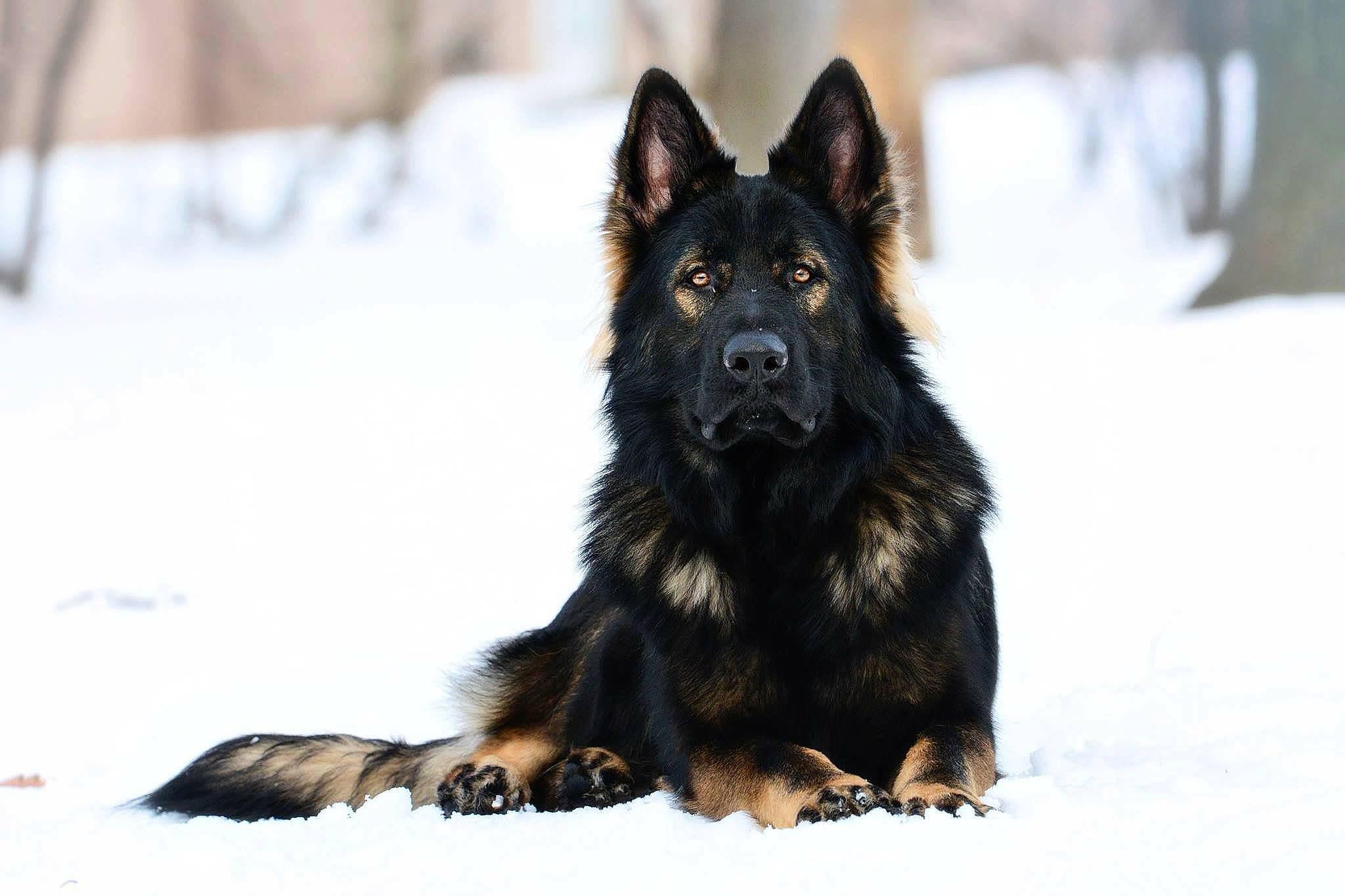 Mika joined the competition — help win amazing prizes! belgian_shepherd, bohemian_shepherd, canidae, carnivore, dog, dog_breed, east_european_shepherd, german_shepherd_dog, king_shepherd, lapponian_herder, mammal, old_german_shepherd_dog, rare_breed_dog, shiloh_shepherd_dog, vertebrate