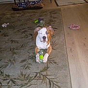 Sur joined the competition — help win amazing prizes! brown_and_white_coat, canine, carpet, chew_toy, dog, flash_reflection, floor_mat, furniture, hardwood_floor, indoor, living_room, paws, pet, pet_bed, pitbull, rope_toy, rug, single_animal, stare, toy