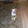 brown_and_white_coat, canine, carpet, chew_toy, dog, flash_reflection, floor_mat, furniture, hardwood_floor, indoor, living_room, paws, pet, pet_bed, pitbull, rope_toy, rug, single_animal, stare, toy