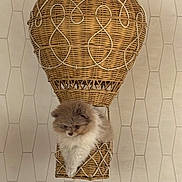 Melon joined the competition — help win amazing prizes! dog, puppy, fluffy, wicker, basket, hot_air_balloon, indoor, decor, patterned_wall, cute, small, animal, pet, furniture, hanging, brown, white, soft, cozy, funny