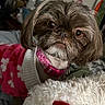 Tallie is registered to the contest to win money with this photo: dog, small_dog, brown_fur, pink_collar, pink_sweater, close_up, pet, indoors, curious, fluffy, cute, animal, canine, portrait, cozy, blanket, fur, face, looking, domestic