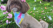 Tallie joined the competition — help win amazing prizes! dog, small_dog, bandana, flower, pink_flower, grass, greenery, blossoms, pink_blossoms, butterflies, colorful_text, outdoor, nature, cute, pet, animal, portrait, fur, garden, spring