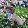 dog, small_dog, bandana, flower, pink_flower, grass, greenery, blossoms, pink_blossoms, butterflies, colorful_text, outdoor, nature, cute, pet, animal, portrait, fur, garden, spring