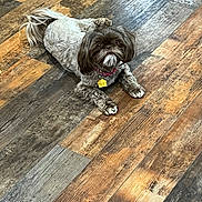 Tallie is registered to the contest to win money with this photo: dog, pet, shih_tzu, flooring, wooden_floor, indoor, laying_down, fur, collar, tag, brown, white, cute, animal, companion, domestic_animal, small_dog, looking, relaxed, home