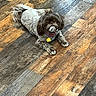 dog, pet, shih_tzu, flooring, wooden_floor, indoor, laying_down, fur, collar, tag, brown, white, cute, animal, companion, domestic_animal, small_dog, looking, relaxed, home