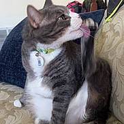 Milo joined the competition — help win amazing prizes! cat, licking, couch, indoor, tabby, white_paws, collar, pet, feline, fur, whiskers, tail, relaxed, sitting, domestic_animal, household, comfort, playful, closeup, animal