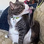 cat, licking, couch, indoor, tabby, white_paws, collar, pet, feline, fur, whiskers, tail, relaxed, sitting, domestic_animal, household, comfort, playful, closeup, animal