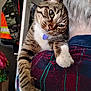tabby_cat, cat, pet, collar, person, shoulder, plaid_shirt, indoor, feline, fur, whiskers, curious, cozy, snuggling, household, clothing, closeup, domestic_animal, cute, companion