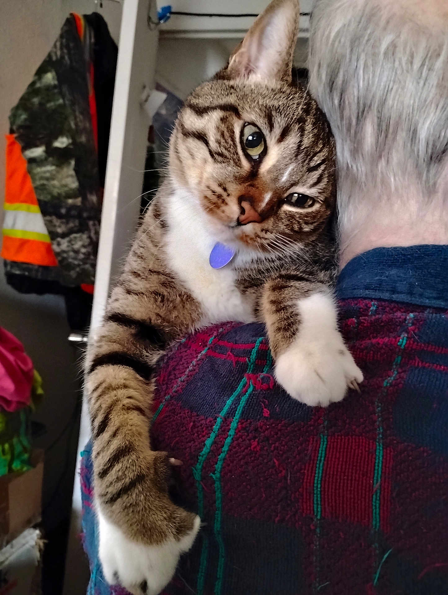 Rory joined the competition — help win amazing prizes! tabby_cat, cat, pet, collar, person, shoulder, plaid_shirt, indoor, feline, fur, whiskers, curious, cozy, snuggling, household, clothing, closeup, domestic_animal, cute, companion