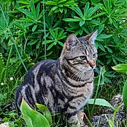 Mika a rejoint le concours — aidez-le/la à gagner de superbes lots ! alert, animal, cat, feline, fur, garden, grass, greenery, leaf, mammal, nature, outdoor, pet, plants, portrait, rocks, sitting, tabby_cat, whiskers, wildlife