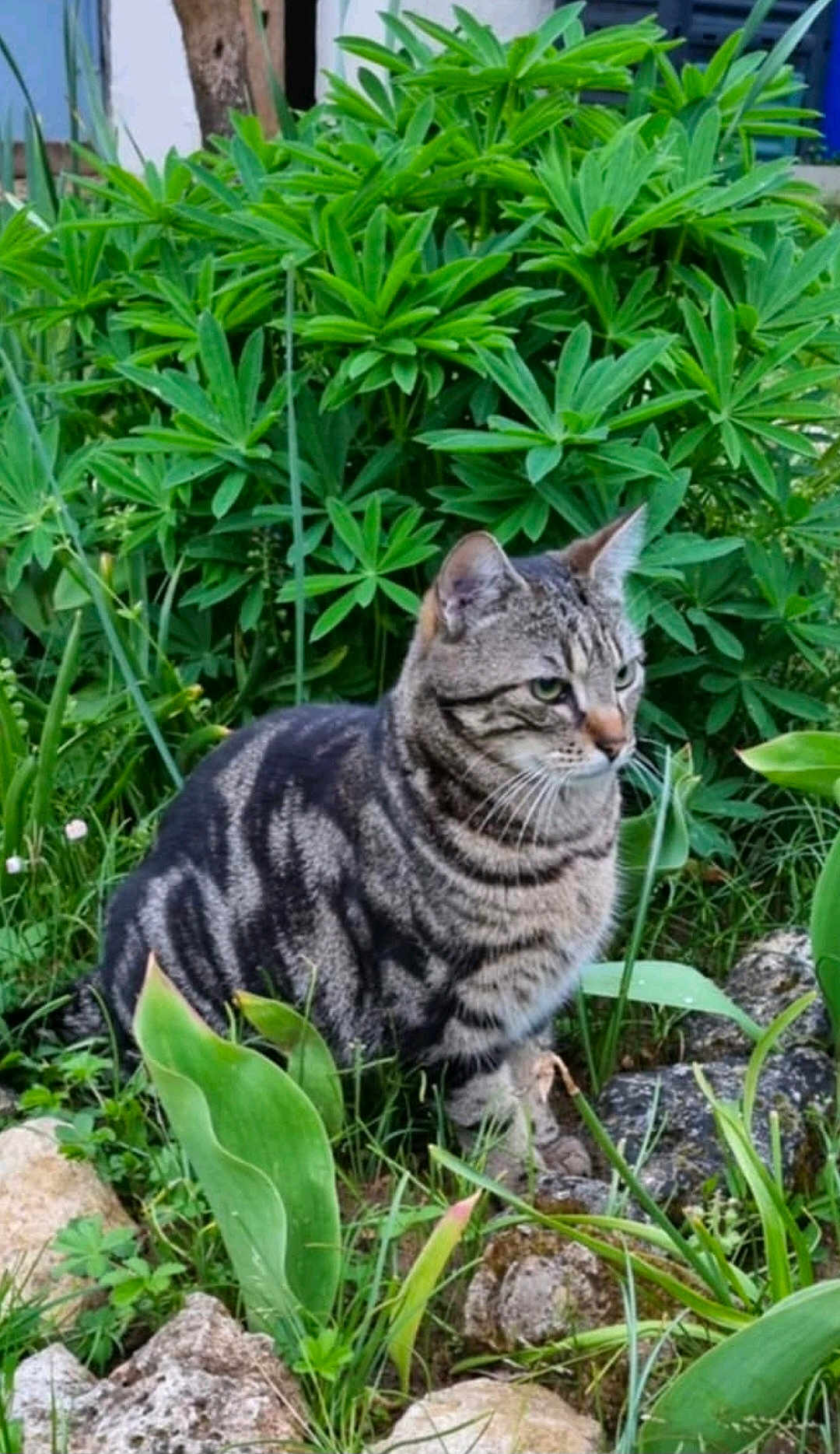 Mika
