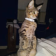 Taka Taa-Kaa joined the competition — help win amazing prizes! alert, animal, bed, blanket, blinds, cat, curious, dark_room, ears, feline, furniture, indoor, pet, soft_texture, standing, tabby_cat, tail, whiskers, white_collar, window