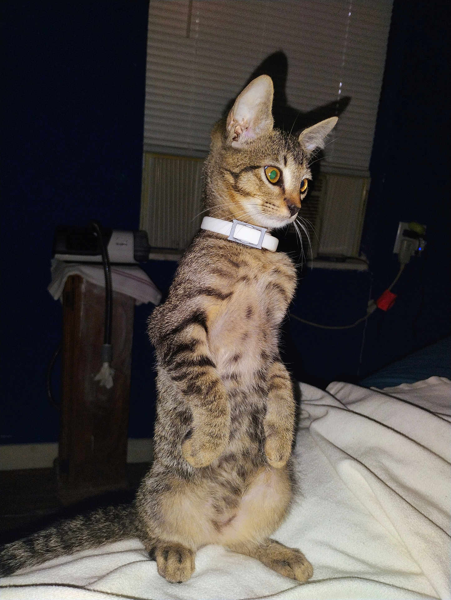 Taka Taa-Kaa joined the competition — help win amazing prizes! alert, animal, bed, blanket, blinds, cat, curious, dark_room, ears, feline, furniture, indoor, pet, soft_texture, standing, tabby_cat, tail, whiskers, white_collar, window