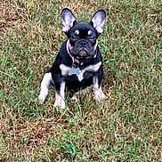 Lyriq is registered to the contest to win money with this photo: dog, puppy, french_bulldog, grass, outdoor, pet, animal, collar, tag, ears, sitting, cute, young, nature, canine, mammal, field, fur, portrait, alert