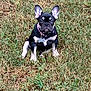 dog, puppy, french_bulldog, grass, outdoor, pet, animal, collar, tag, ears, sitting, cute, young, nature, canine, mammal, field, fur, portrait, alert