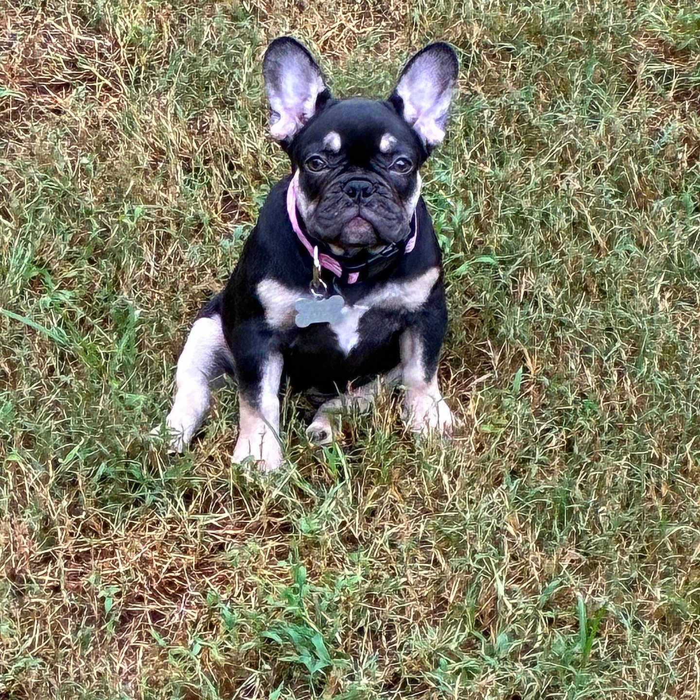 Lyriq is registered to the contest to win money with this photo: alert, animal, canine, collar, cute, dog, ears, field, french_bulldog, fur, grass, mammal, nature, outdoor, pet, portrait, puppy, sitting, tag, young