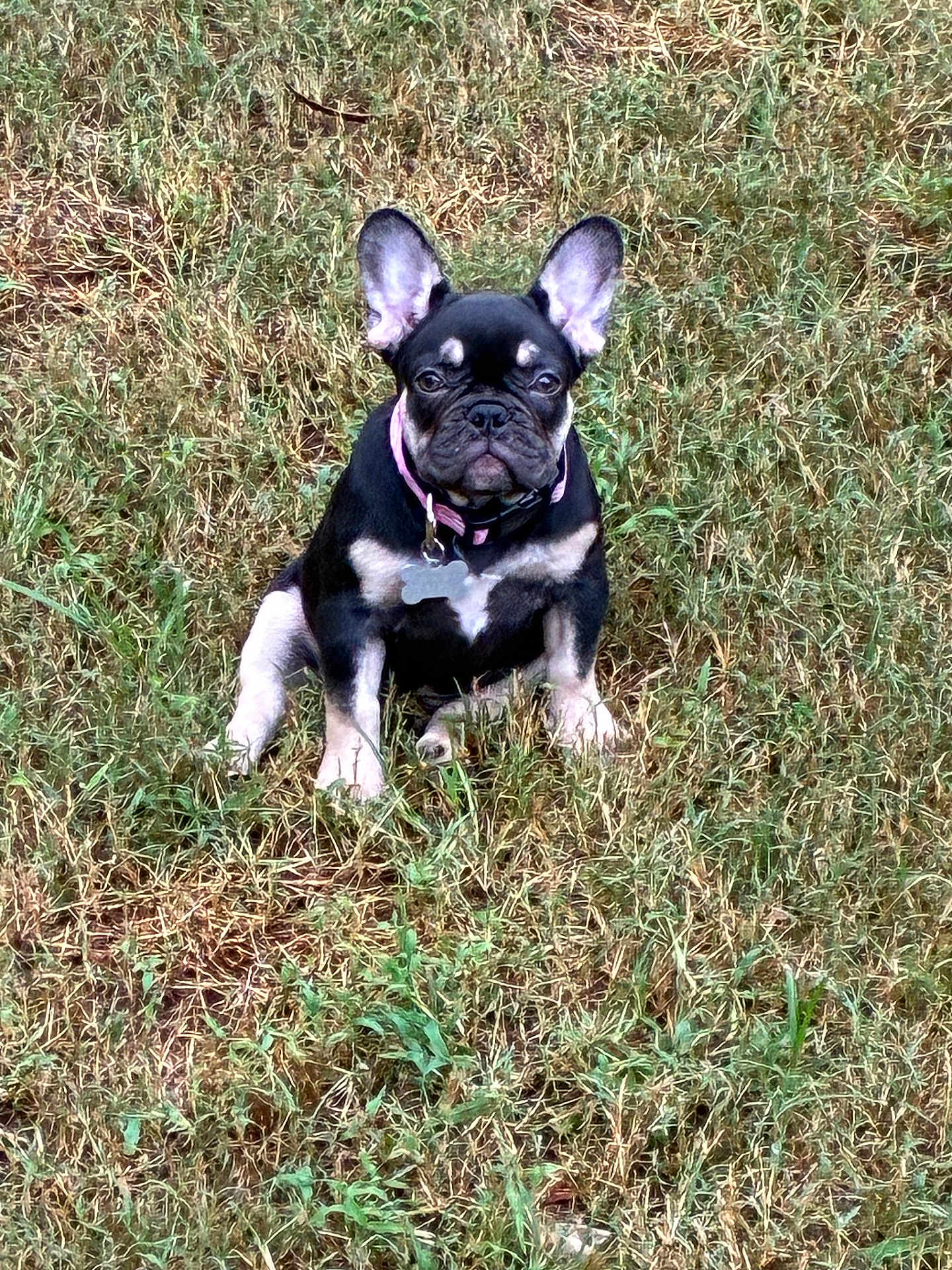 Lyriq is registered to the contest to win money with this photo: dog, puppy, french_bulldog, grass, outdoor, pet, animal, collar, tag, ears, sitting, cute, young, nature, canine, mammal, field, fur, portrait, alert